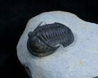 New Type Of Proetid Trilobite #2420-3